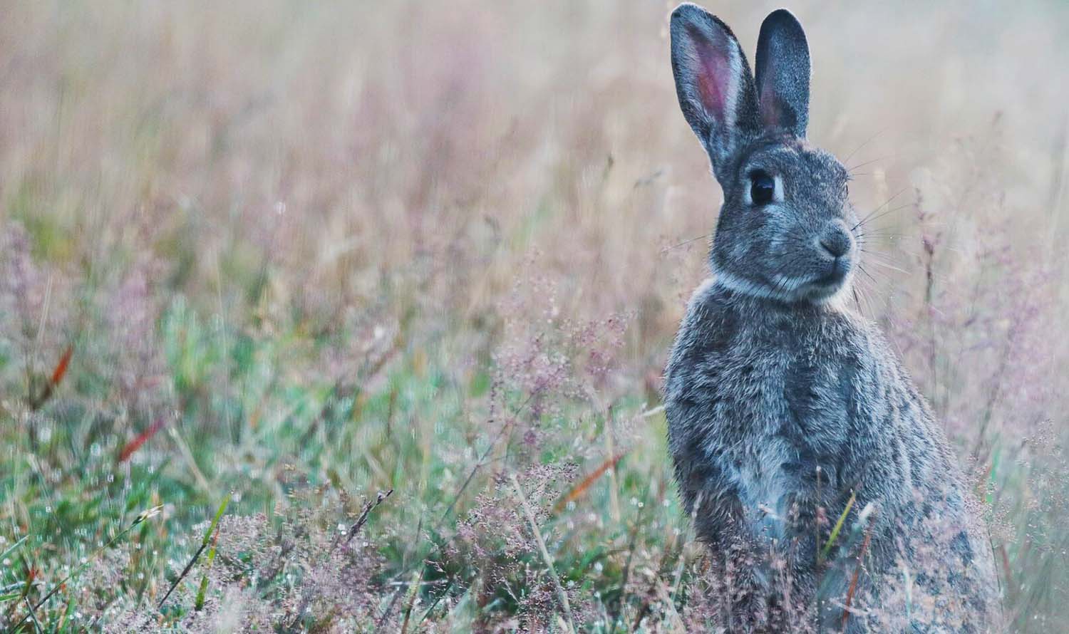 Image - rabbit in a field
