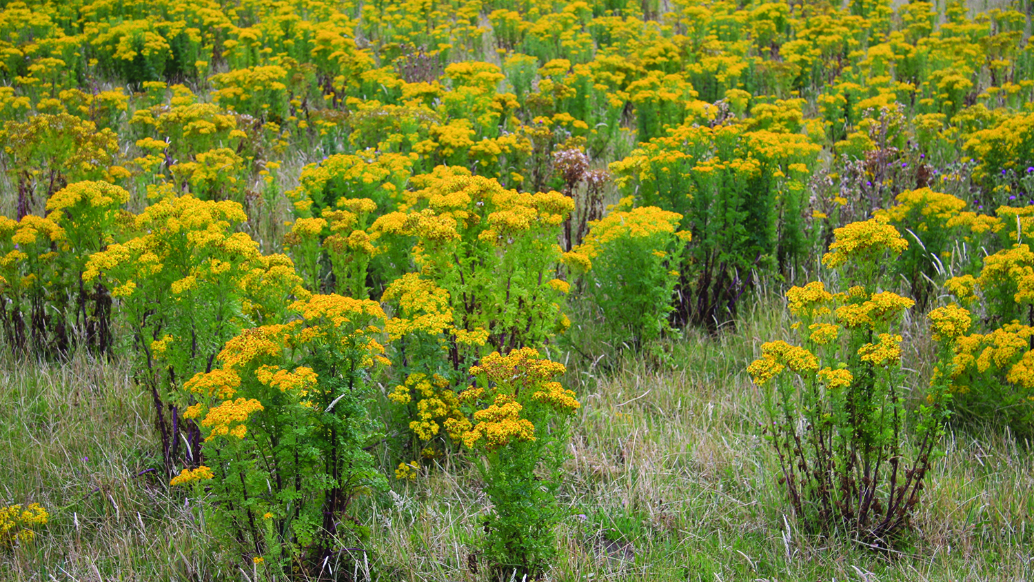 Image - Ragwort
