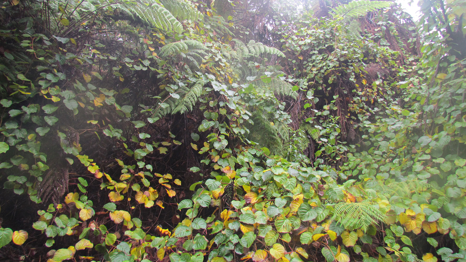 Image - Wild kiwifruit bush